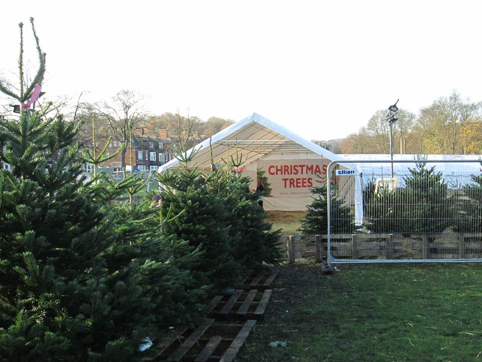 Christmas tree grotta in a marquee