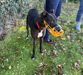 Supporting Sheffield Retired Greyhounds image