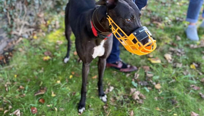 Supporting Sheffield Retired Greyhounds image