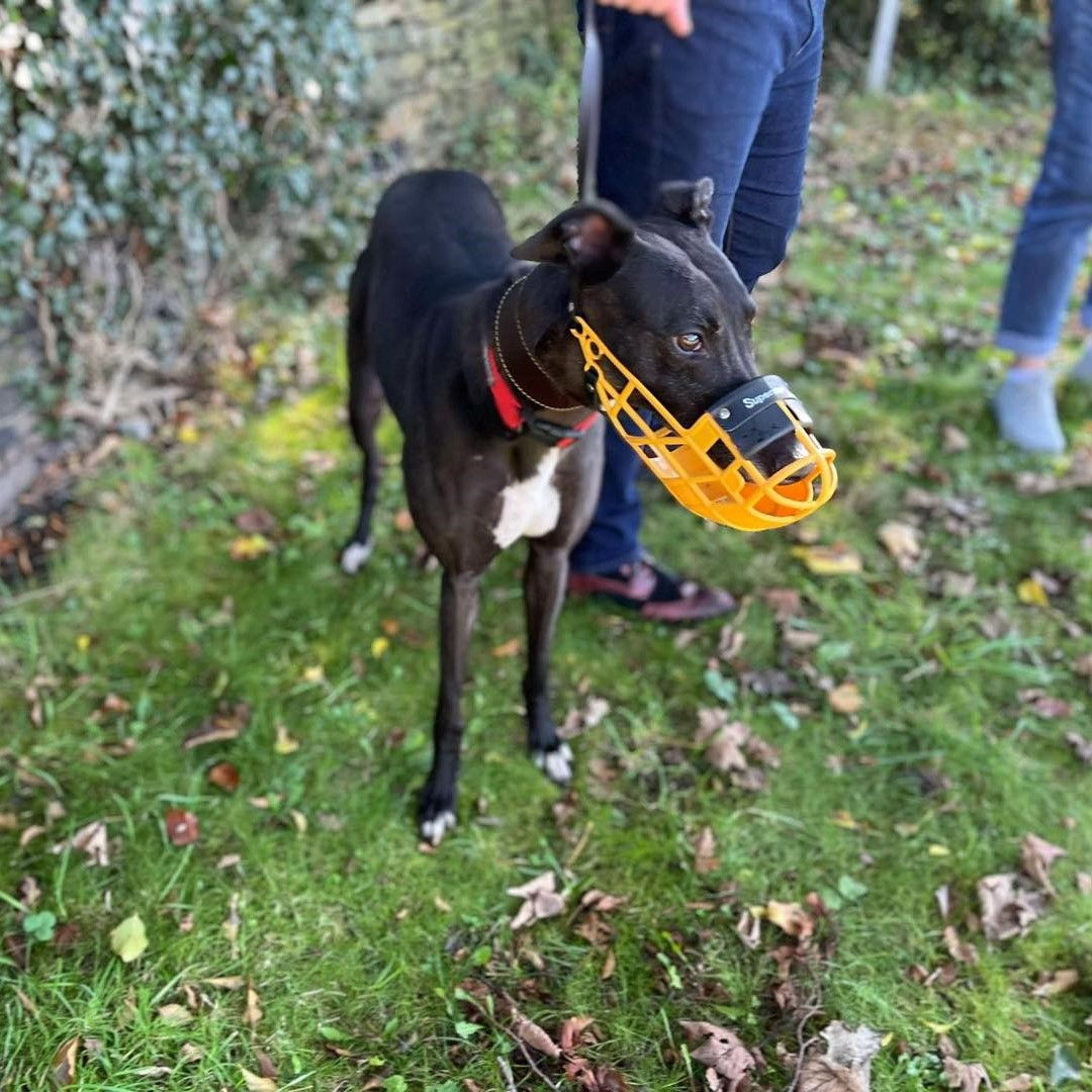 Cute greyhound dog