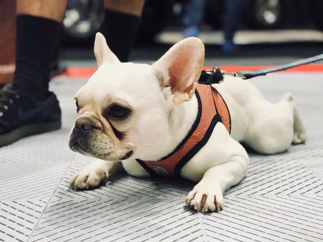 Dog laid on smoothtrax